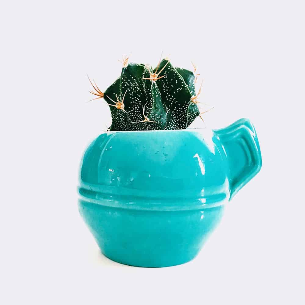 cactus5 free img cactus5 free img